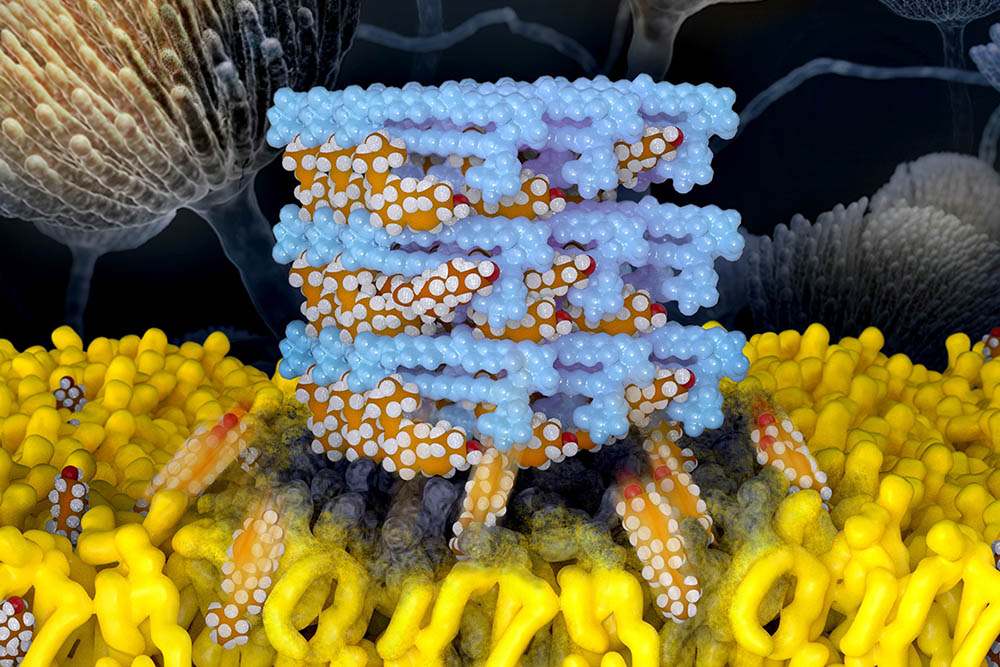 抗真菌薬アンホテリシンBが作るスポンジ状凝集体が、細胞からステロールを引き抜いて真菌を殺す機構のイメージ画像。