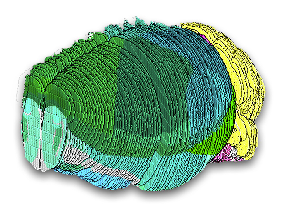 空間トランスクリプトミクス的方法Slide-seq法では、マウス脳を101枚のスライスに分けて分析し、細胞タイプの詳細が脳全体にわたり包括的に捉えられた。図は、全てのスライスを重ね合わせて再構築されたマウス脳で、領域ごとに色分けされている。