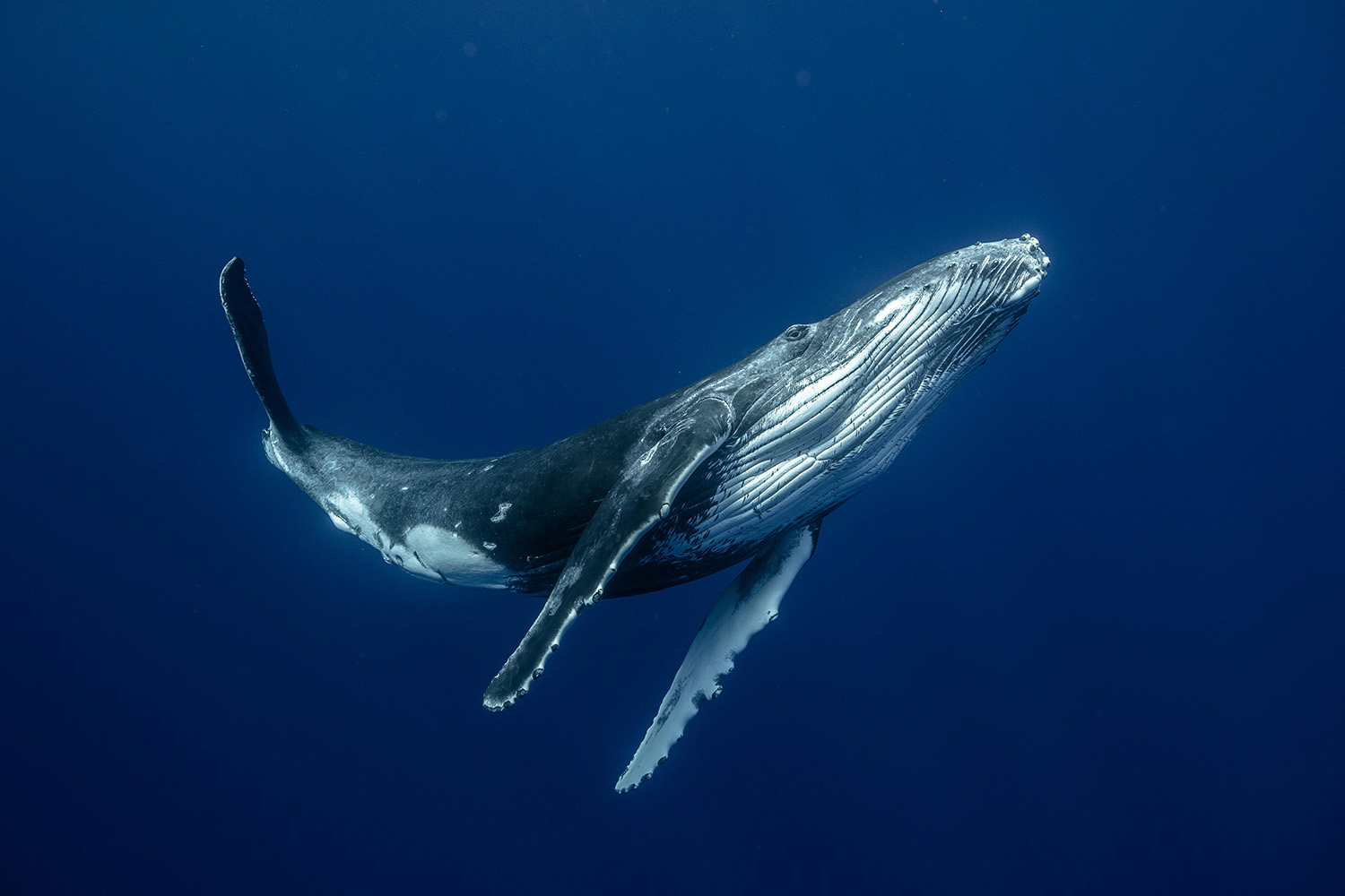 南太平洋の温暖な海域で過ごすザトウクジラの幼体。