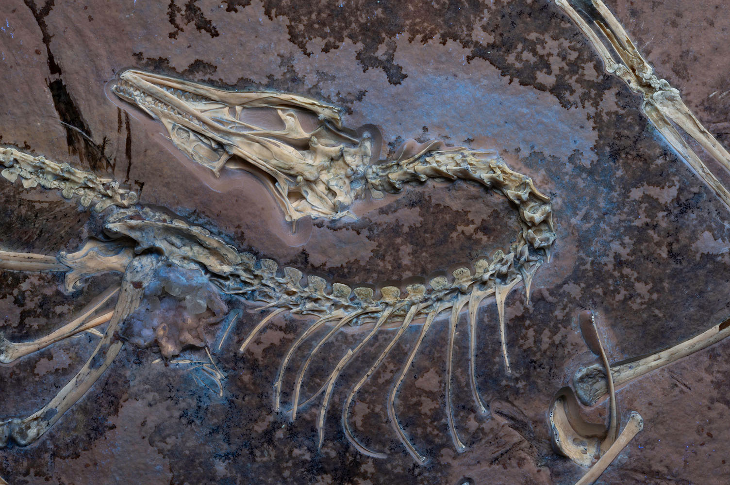 紫外光に照らされた始祖鳥(<i>Archaeopteryx</i>)の化石標本。
