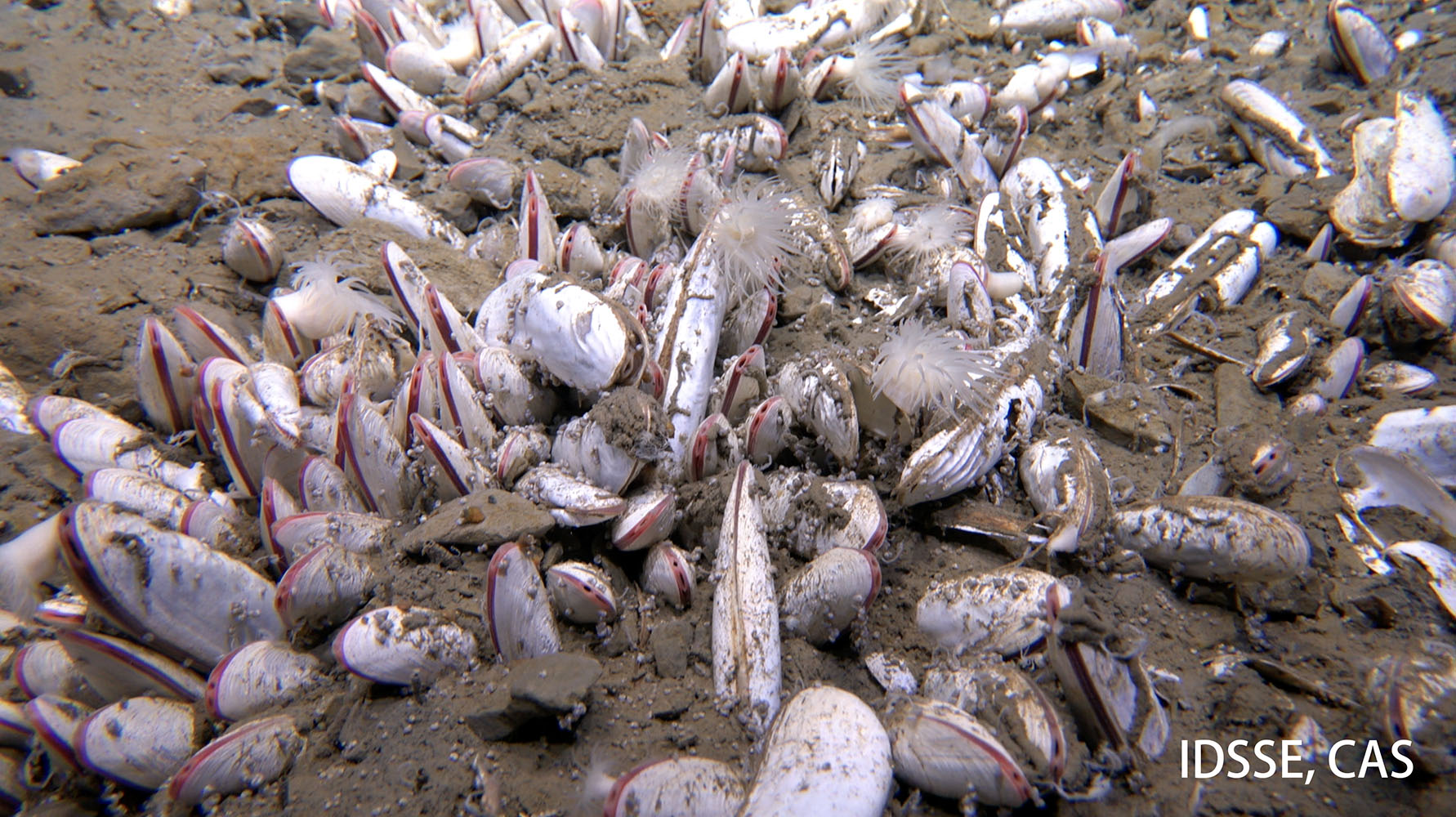 水深5743 mの海底に群生するナギナタシロウリガイ。