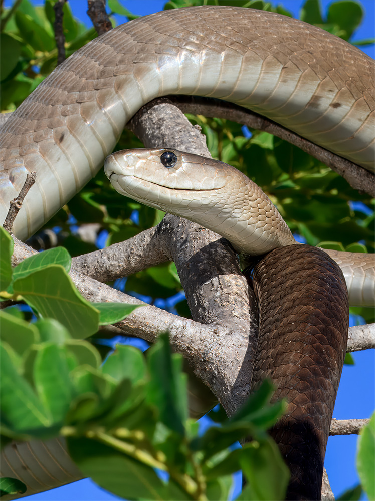 ブラックマンバ（<i>Dendroaspis polylepis</i>）。