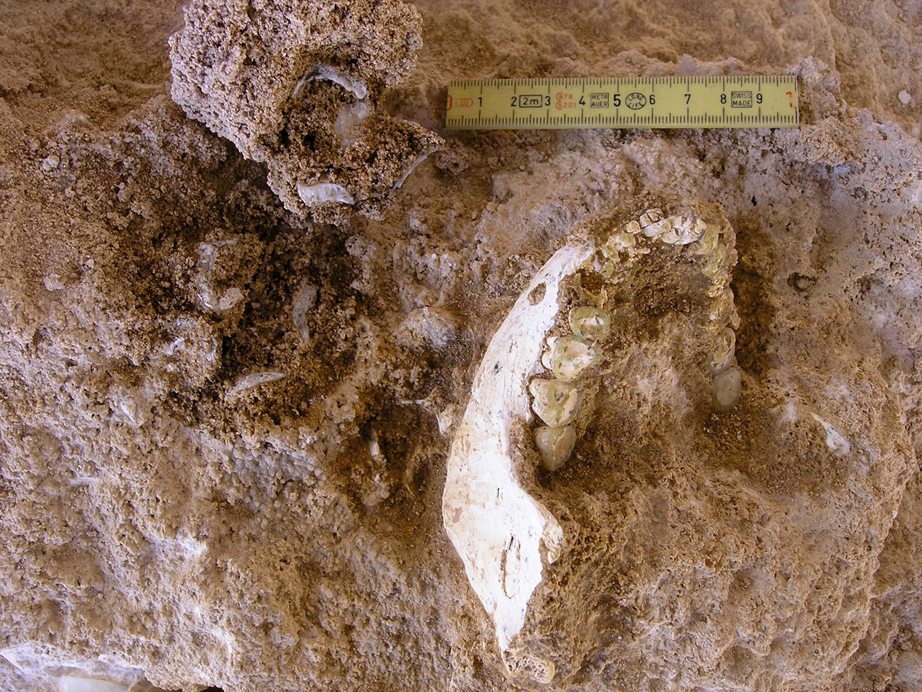 モロッコのトーマス採石場で発掘されたヒト族の下顎骨。この遺跡からは他にも、歯や椎骨などが発見された。