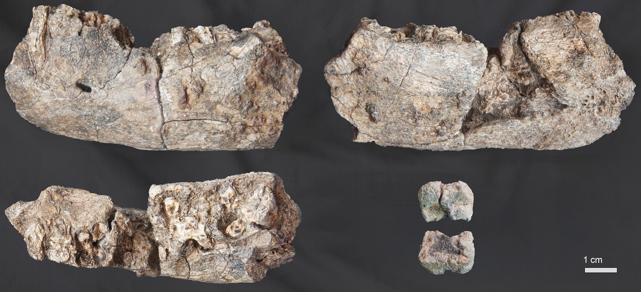 今回発見された、パラントロプス属の下顎骨の一部と大臼歯の歯冠。