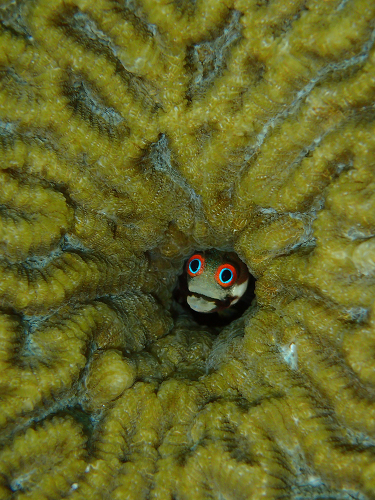 パナマのサンゴ礁に生息するギンポの一種。