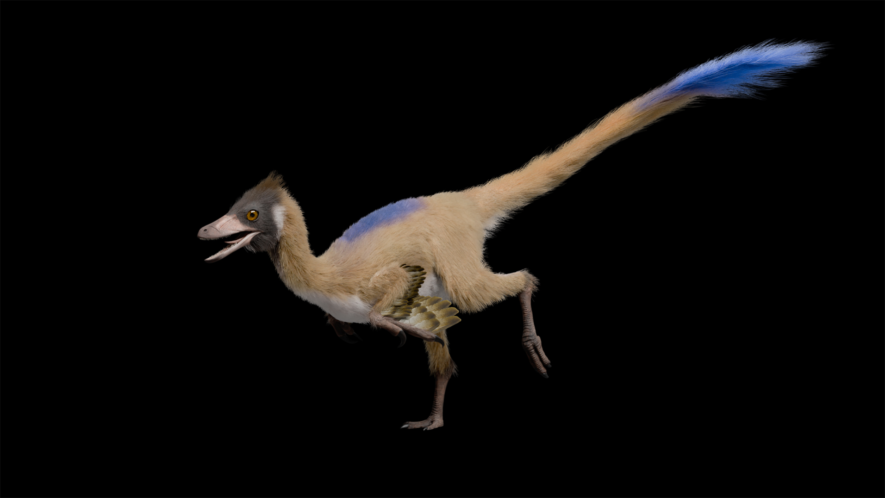 <i>Alnashetri cerropoliciensis</i>の想像図。