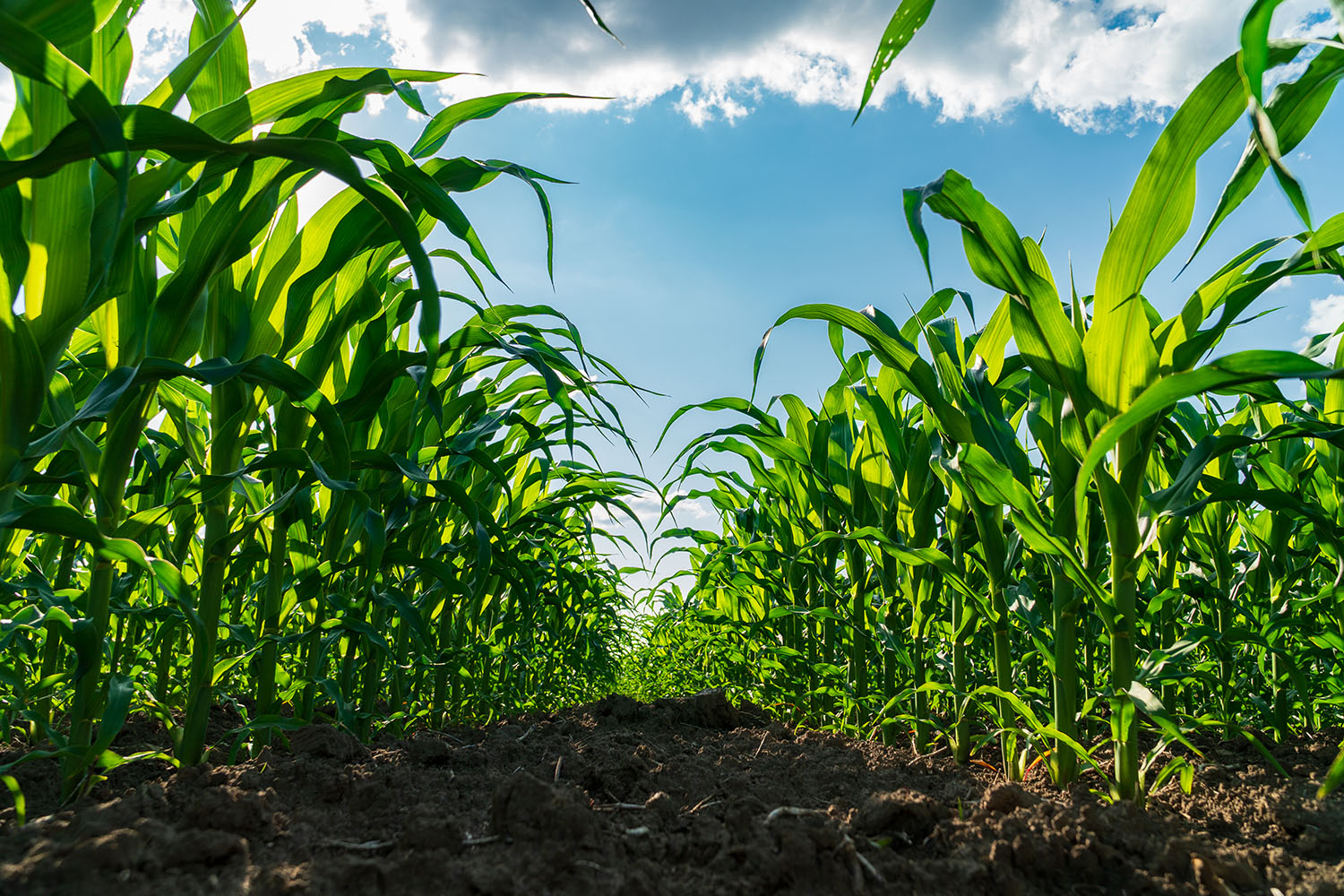 肥沃な土壌で健やかに育つトウモロコシ（<i>Zea mays</i> L.）。