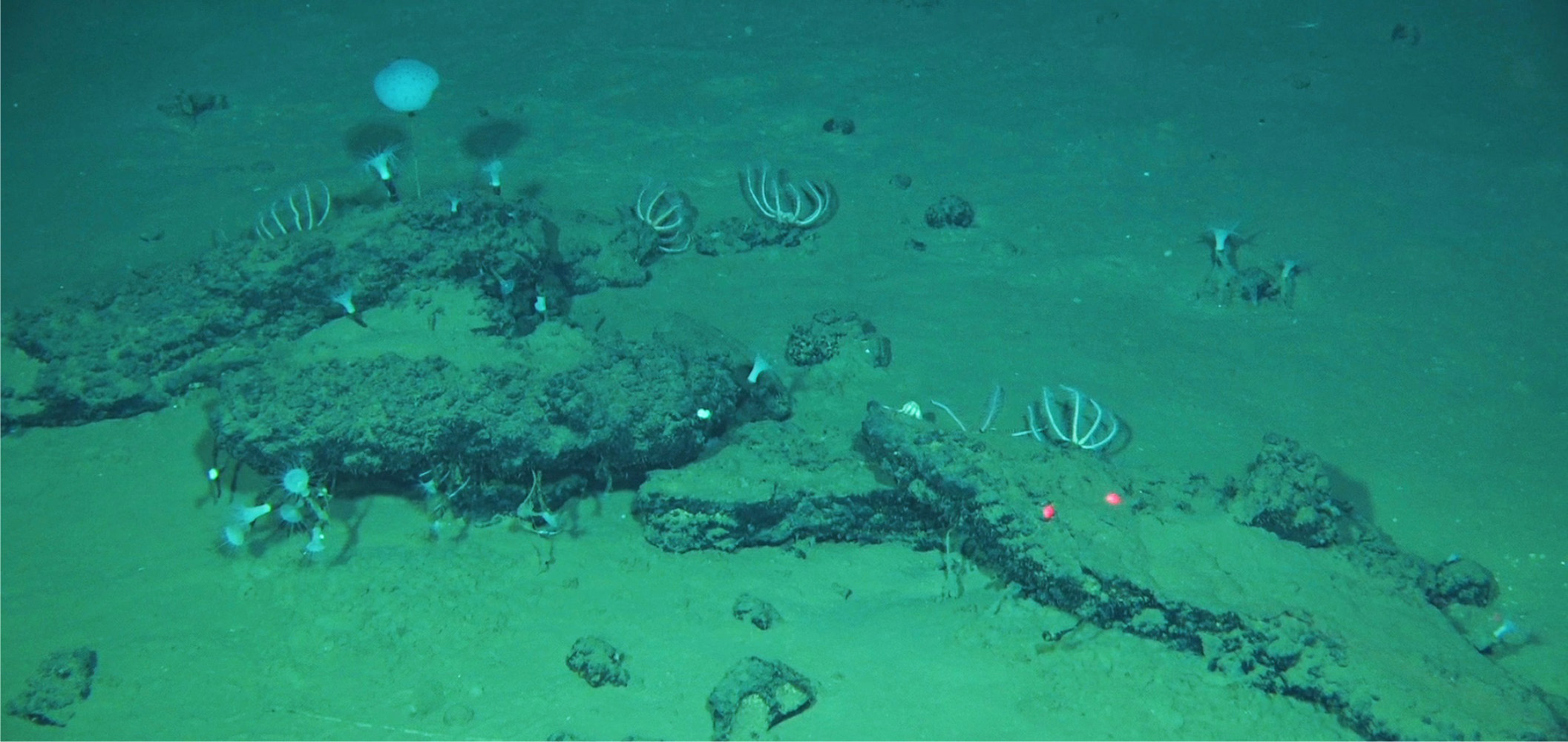 ディアマンティーナ断裂帯の深海底で発見された鯨骨と、そこに形成された生物群集。