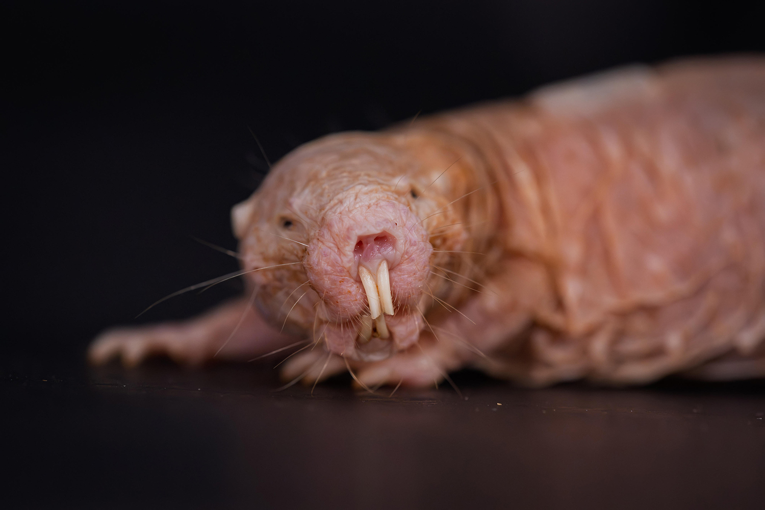 ハダカデバネズミ（<i>Heterocephalus glaber</i>）の女王。