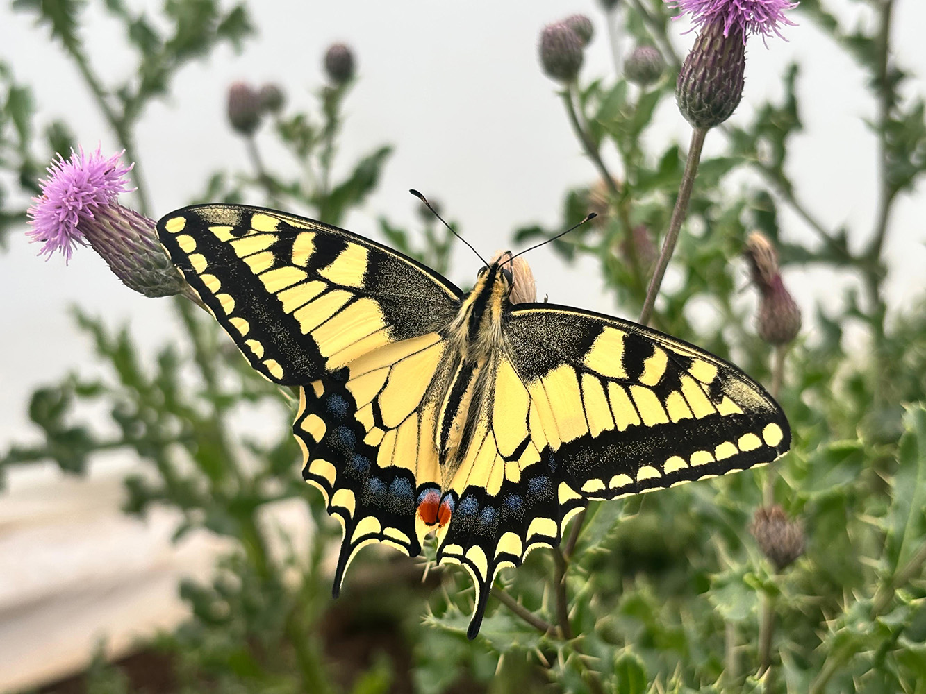 キアゲハ（<i>Papilio machaon</i>）の翅模様。