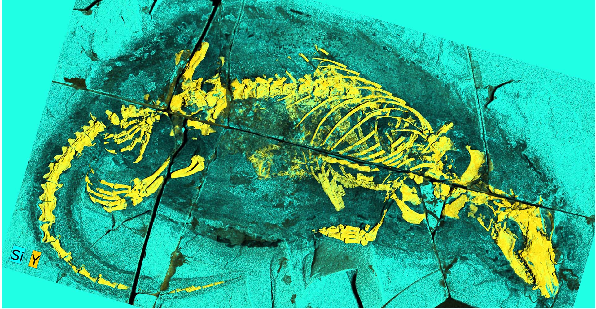<i>Megacauda</i>のタイプ標本の蛍光X線分析（XRF）画像。
