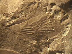 最古の半翅目<i>Aviorrhyncha magnifica</i> gen. et sp. nov.の前翅（ホロタイプ）。