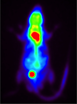 マウスのPET画像。代謝の活発な褐色脂肪が緑色や赤色で表れている。