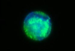 造血幹細胞に発現するERαの免疫蛍光染色像。
