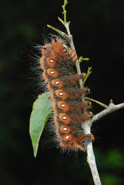 ベリーズに生息する植食性昆虫、ヤママユガ科Eacles属のガの幼虫。