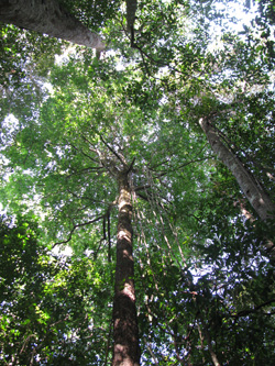 地上から見上げたアマゾン森林の林冠。