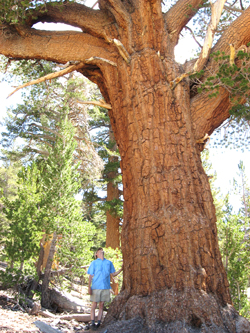 米国西部シエラネバダ山脈にそびえるマツ科マツ属の針葉樹ウエスタンホワイトパインの大木。世界最大級の高木は成長も世界最速らしい。