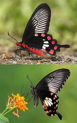 有毒種のベニモンアゲハ（上）とその翅紋様を模倣している無毒種のシロオビアゲハ（下）。