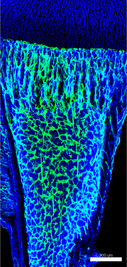 マウス長骨のスキャン画像。青色はDAPIで染色された核、緑色はVE-Cadherinで染色した血管構造。