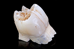 初期のヒト属の上顎第一大臼歯。