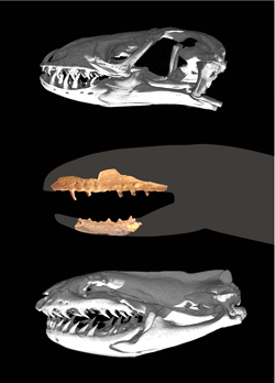 白亜紀のヘビ類Coniophisの顎の化石（中央）。上下はそれぞれ現生のトカゲ（ドクトカゲ）およびヘビの頭蓋骨。