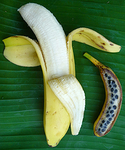 市販されている種なしバナナ、キャベンディッシュ種（左）とその祖先に当たる野生種（右）の比較。