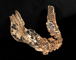 下顎骨の化石標本KNM-ER 60000。