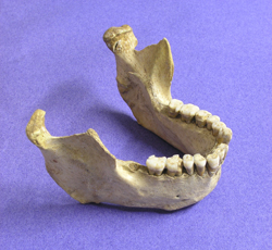 スペイン南部ザファラヤ遺跡から出土したネアンデルタール人の下顎の骨。