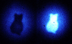 物体（猫型のボール紙の切り抜き）と相互作用しない光子のみによって形成された画像。物体の形状は量子力学のパラドックス「シュレーディンガーの猫」にちなんでいる。