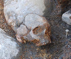 スウェーデン、ムータラのKanaljorden遺跡で発掘された女性の頭蓋骨。