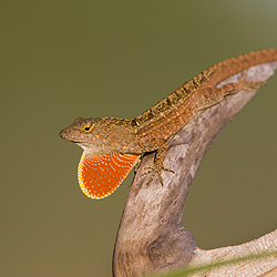 米国フロリダに定着したキューバ産ブラウンアノール（<i>Anolis sagrei</i>）。