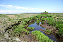 栄養強化実験開始から8年、塩生湿地の縁は断片化し、ところどころに崩壊も見られる。