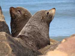 南アメリカ南部の沿岸に生息するミナミアメリカオットセイ（<i>Arctocephalus australis</i>）。