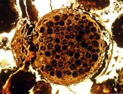 二分染色体が認められる、多細胞性を示す微化石。球状化石の直径は約0.7 mm。