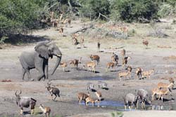 南アフリカの国立保護区Tembe Elephant Parkの水場に集まる動物たち。この保護区を含むアフリカ南東部沿岸の一帯（Maputaland Pondoland Albany）は、保全が必要とされる生物多様性ホットスポットの1つである。