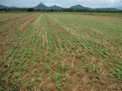 イネの残渣が残る畑に直接播種されたヤエナリ（フィリピンにて）。