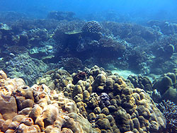 白化事象から回復しつつあるセーシェル諸島のサンゴ礁。