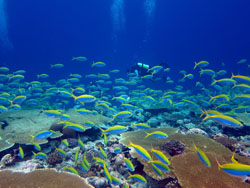 インド洋チャゴス諸島のサンゴ礁を泳ぐ<i>Caesio xanthonota</i>の群れ。