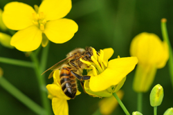 アブラナの花で蜜や花粉を集めるセイヨウミツバチのワーカー。