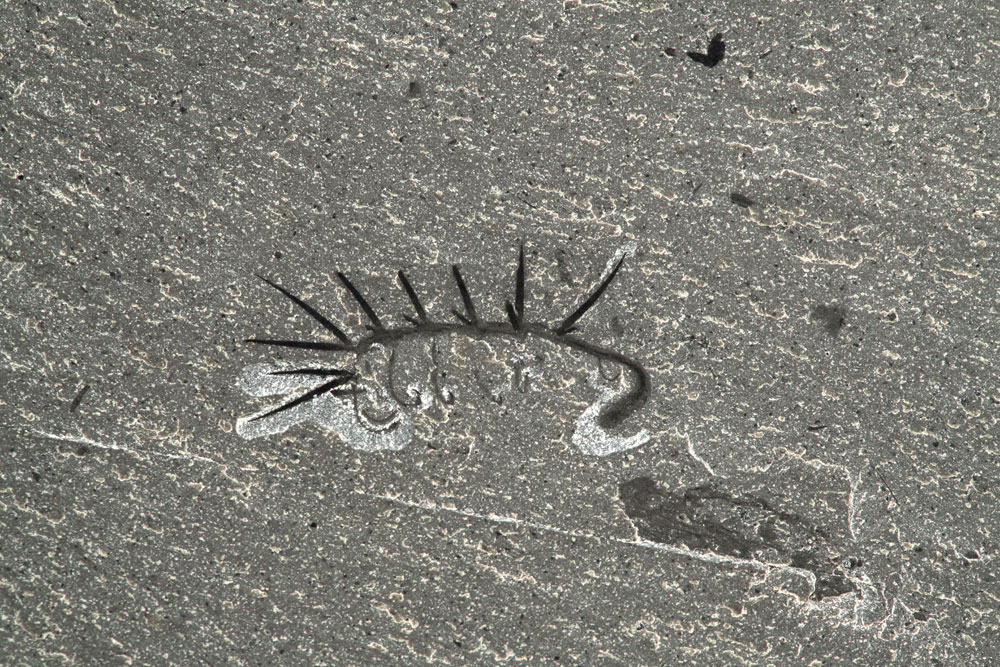 バージェス頁岩で見つかった<i>Hallucigenia sparsa</i>の化石。全長は15mm。