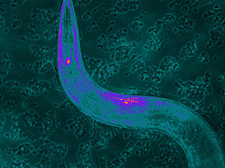 <i>tmc-1</i>発現している化学感覚ニューロンを蛍光タンパク質で染色した線虫。