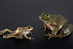 寄生虫感染により重度の肢奇形を示すタイヘイヨウアマガエル（左）と、同じ寄生虫に感染しながらもあまり影響の見られないウシガエル（右）。