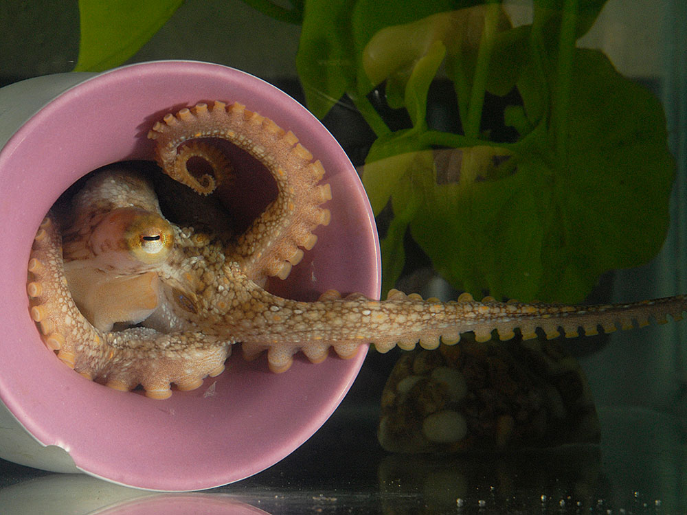 すみかの中から腕を伸ばす<i>Octopus bimaculoides</i>。