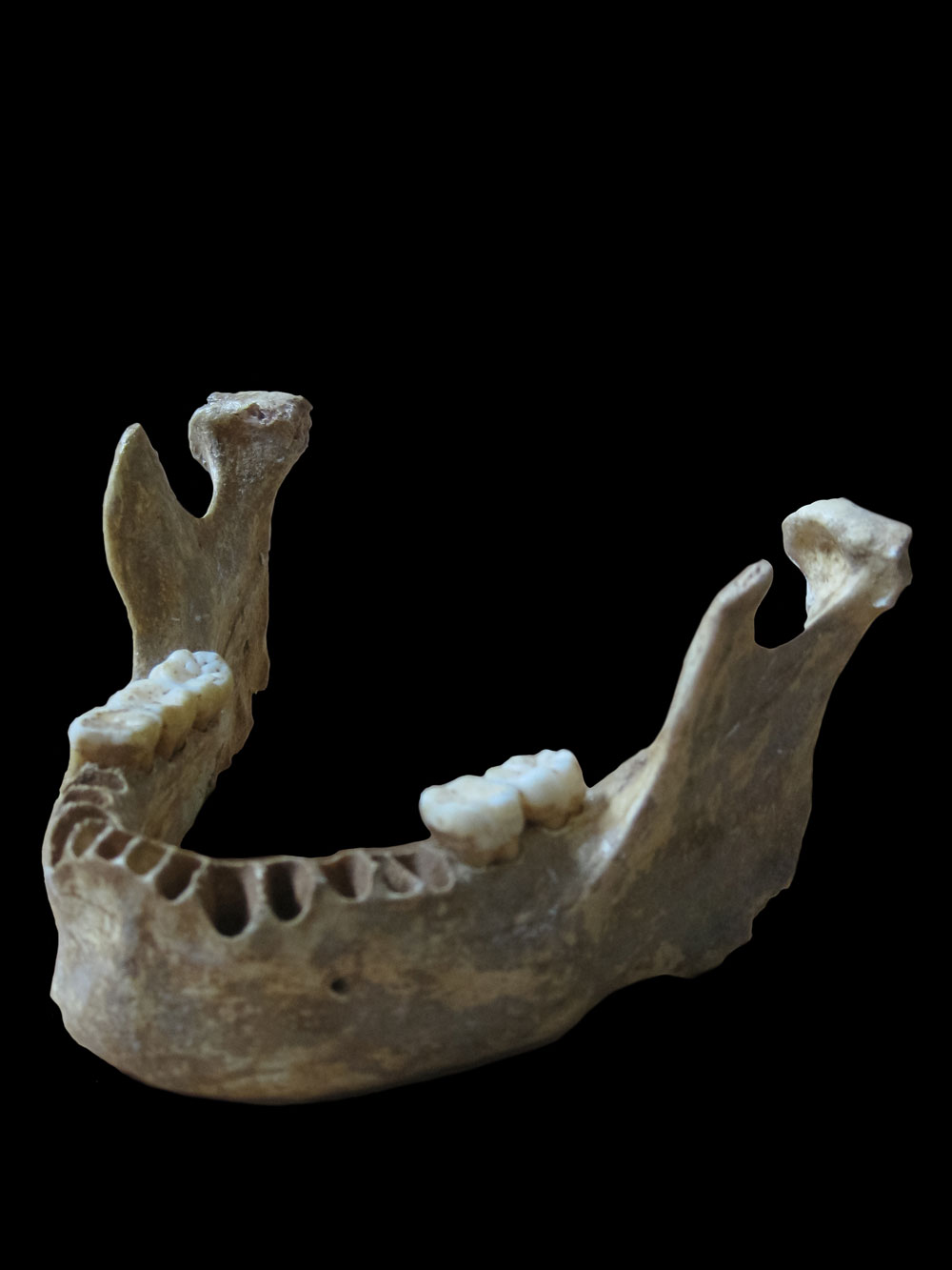 4～6世代前にネアンデルタール人の祖先がいたことが判明した、約4万年前の現生人類の下顎骨。