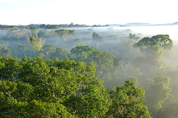 ブラジル、マットグロッソ州の熱帯雨林。