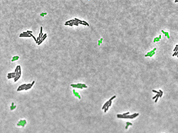 ネズミチフス菌の毒性集団（緑色）と無毒性集団（灰色）。
