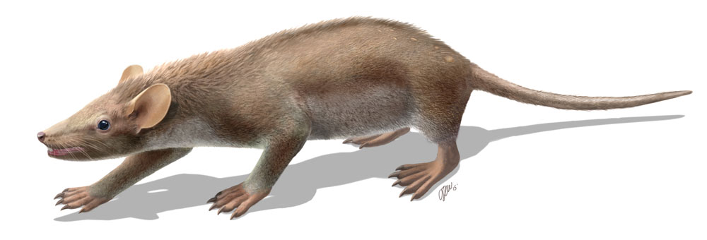 前期白亜紀のスペインに生息していた哺乳類Spinolestes（再現図）。