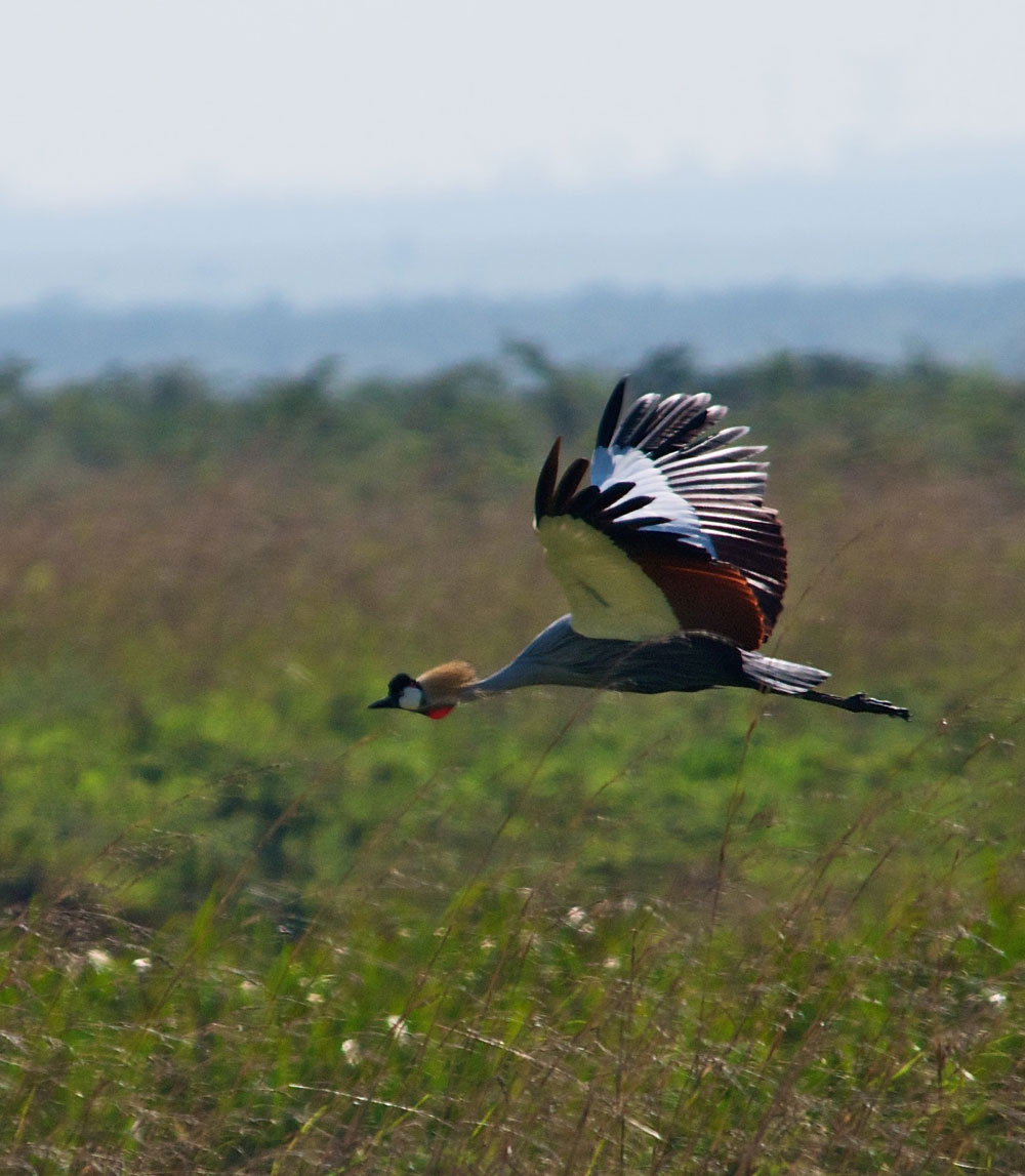 今回の研究で、新鳥上目ツル目に属することが確認された、ホオジロカンムリヅル(<i>Balearica regulorum</i>)。