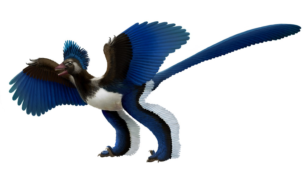 今回報告された鳥類様恐竜（<i>Xiaotingia zhengi</i>）の 想像図。