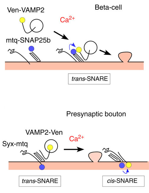 分泌準備状態にあるSNARE複合体のシナプス前終末と膵β細胞での相違を2光子蛍光寿命画像法を用いて可視化